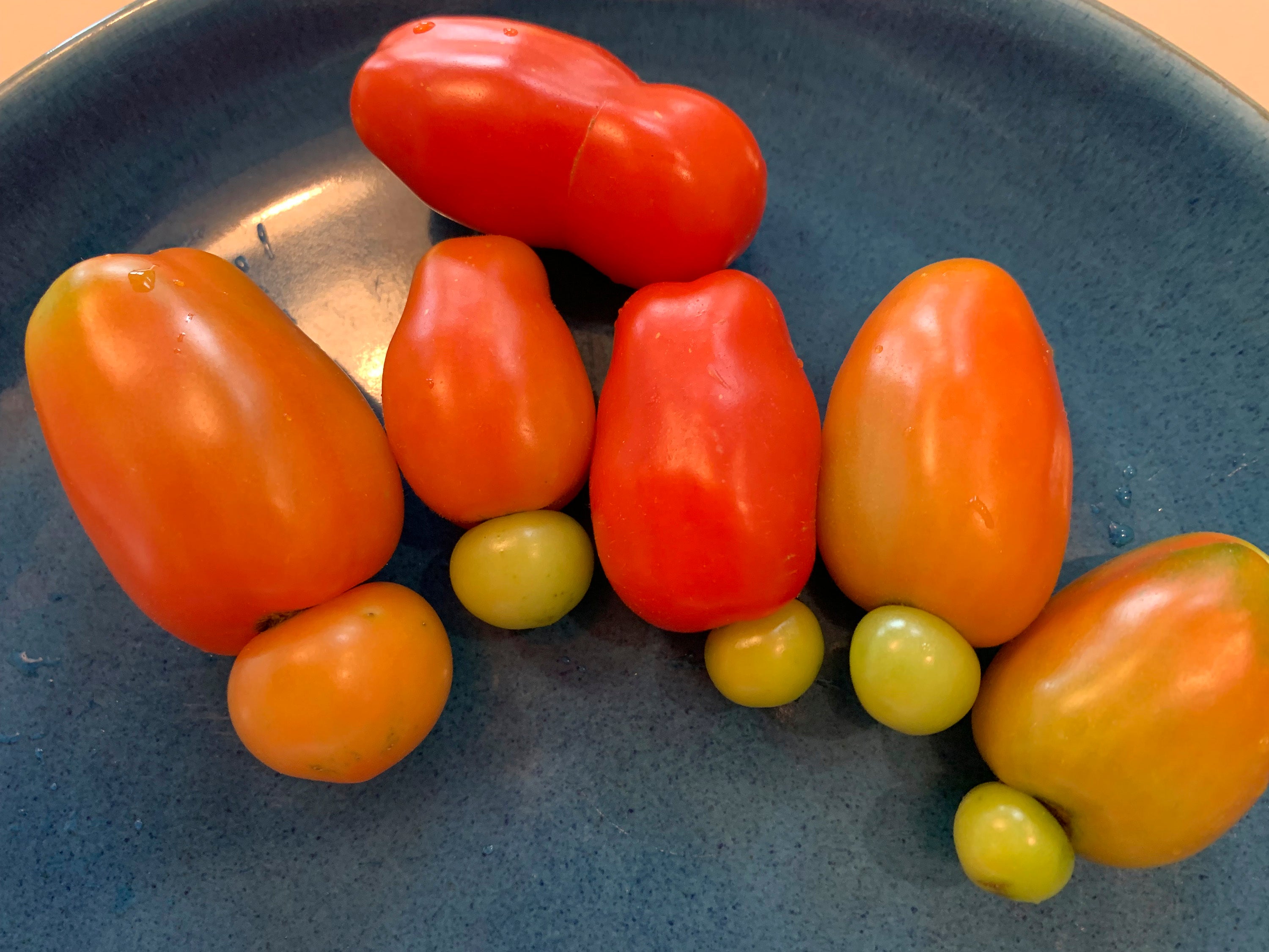 Gardening - Mutant Tomatoes