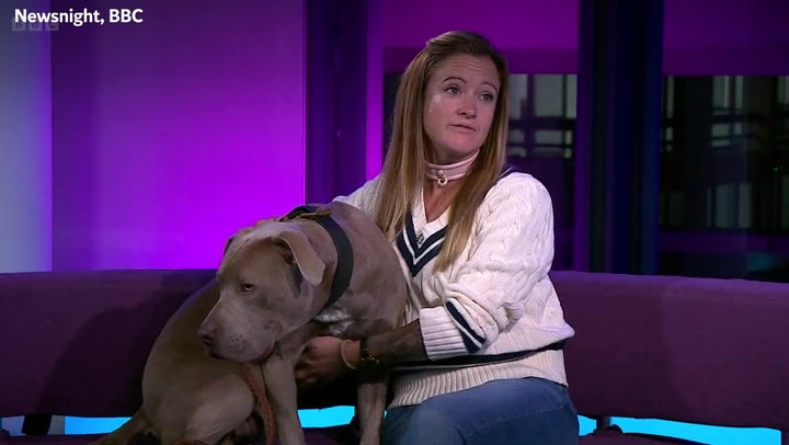 Poor breeding to blame for XL bully dogs attacking people, says trainer