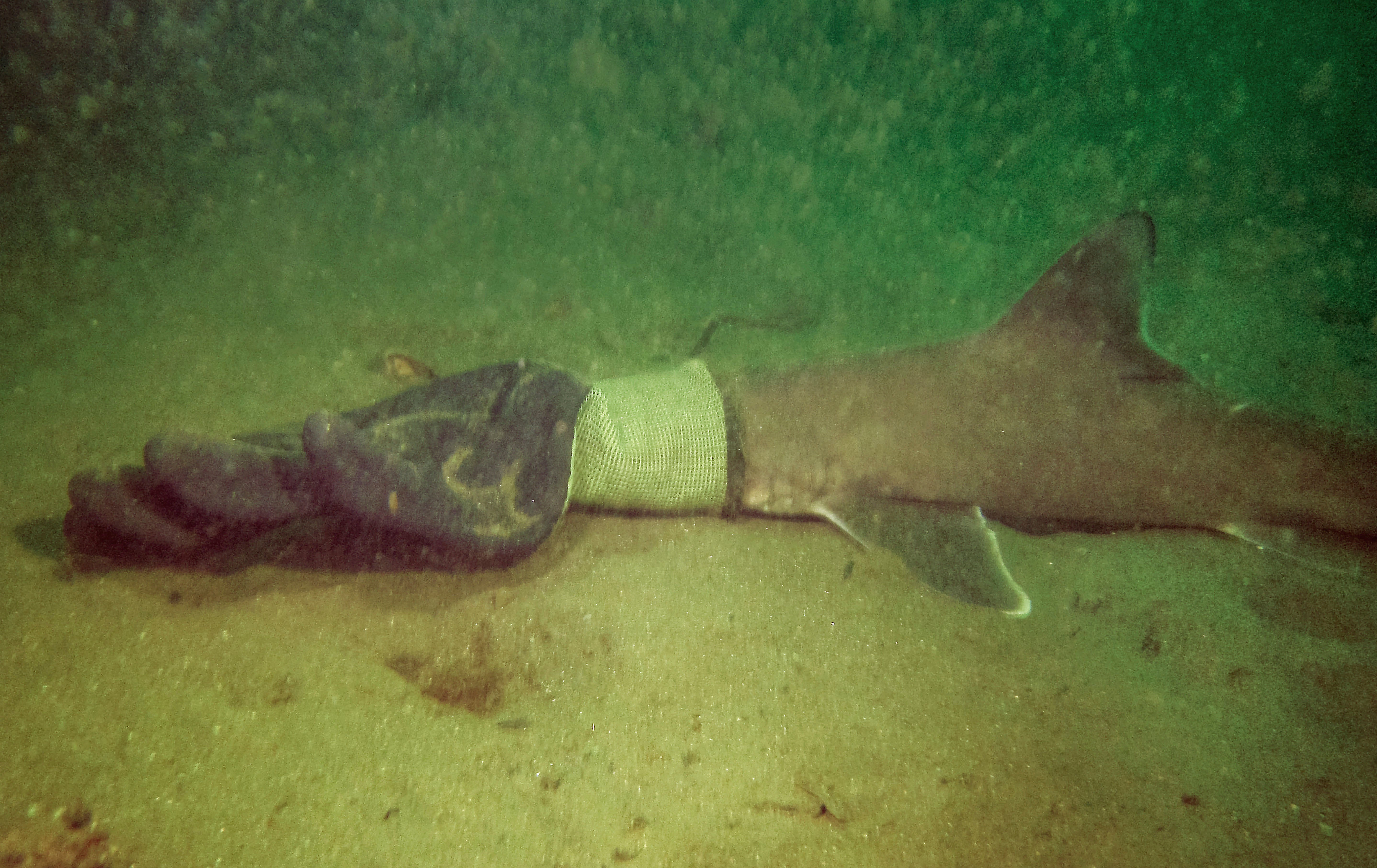 Baby Shark Rescue