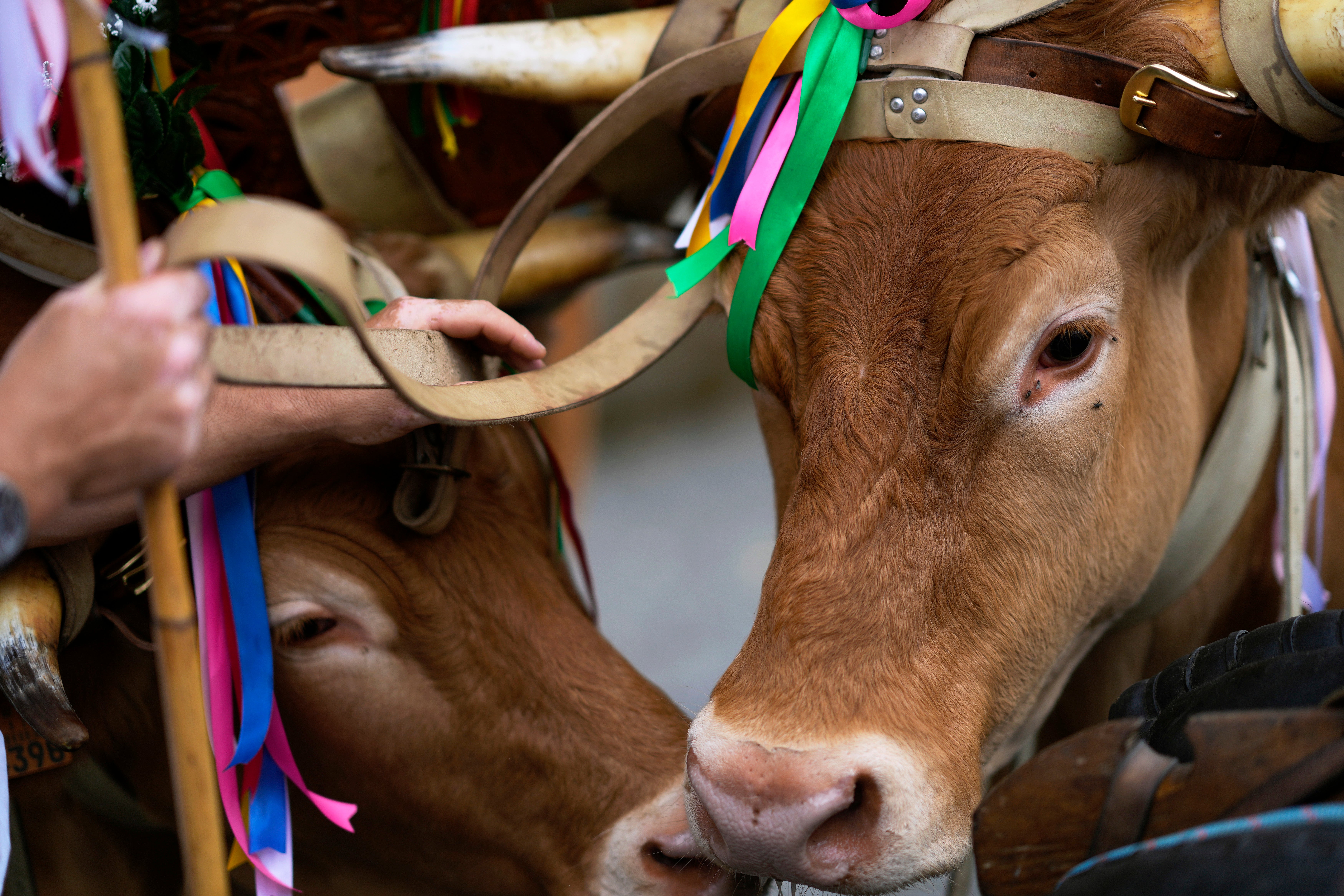 Portugal Ox-drawn Sacred Procession