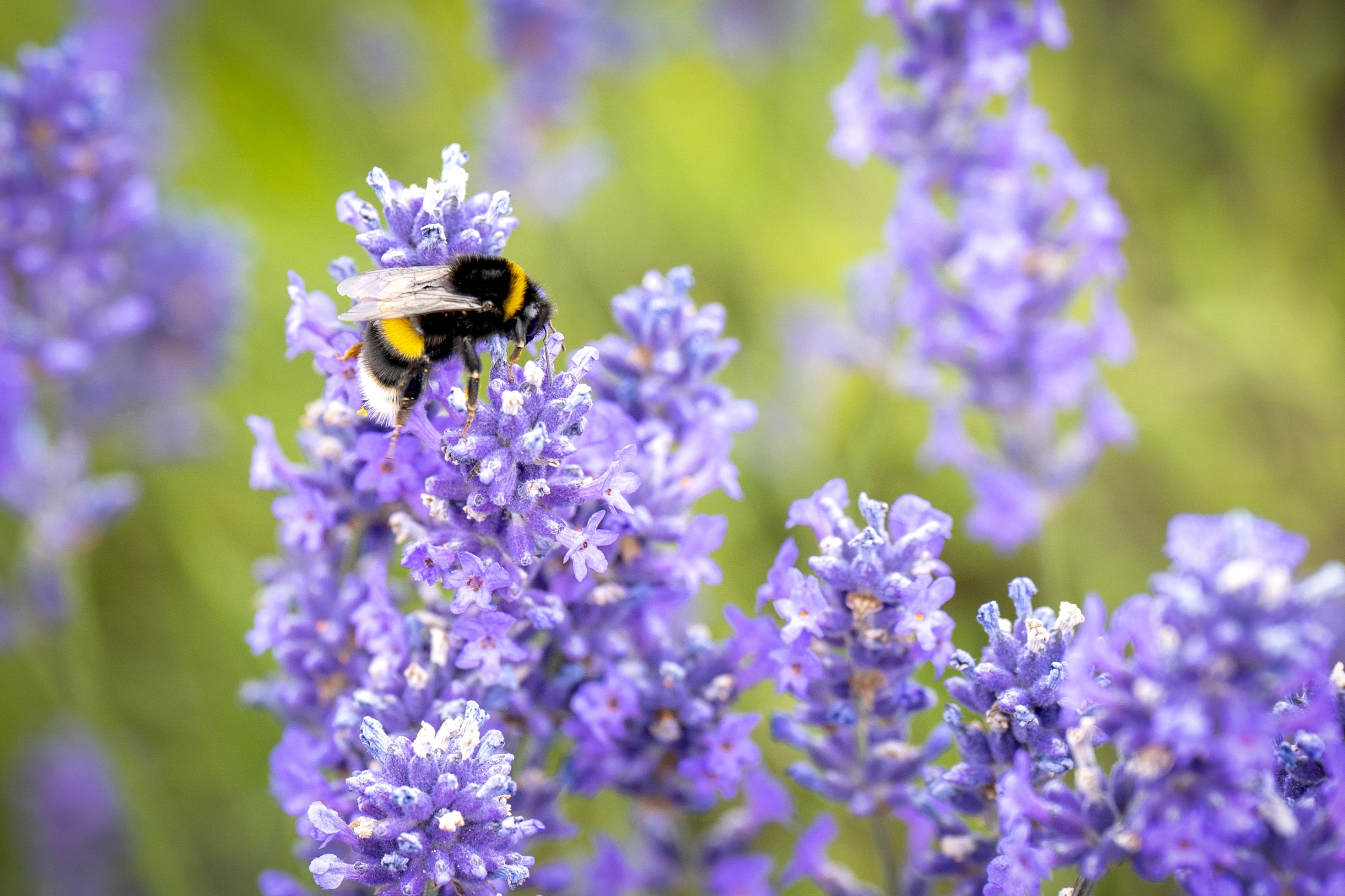 More than 75% of European bumblebee species may be threatened in the next 40–60 years according to worst-case-scenario projections of bumblebee populations (Jane Barlow/PA)