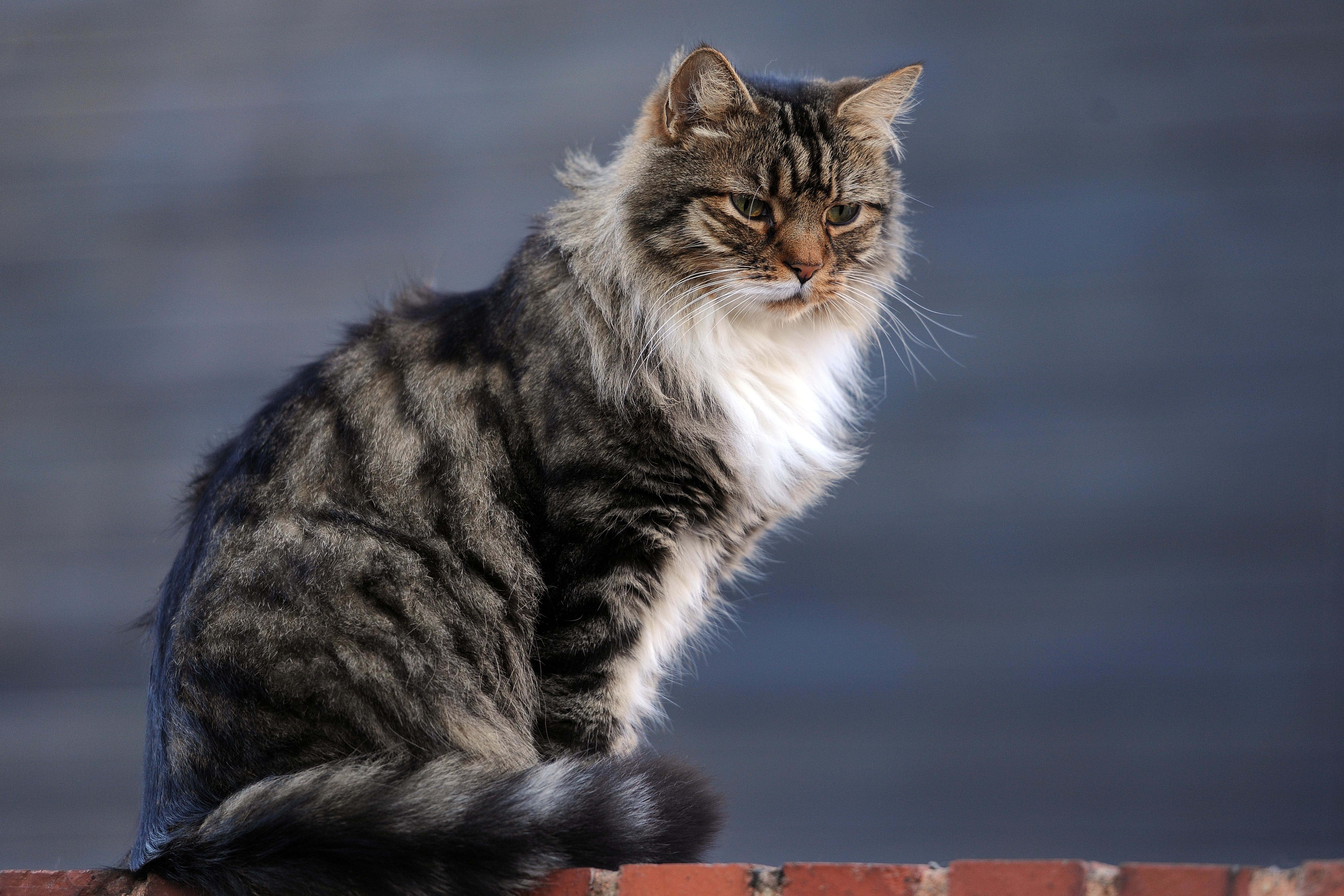 Owners of cats on vegan diets report healthier pets, study suggests (Nick Ansell/PA)