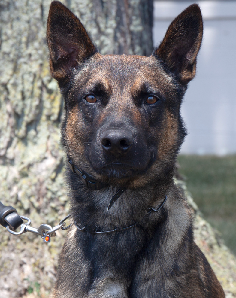 Yoda, the 4-year-old Belgian Malinois with Border Patrol that subdued Cavalcante