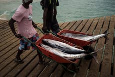 Climate change takes habitat from big fish, the ocean's key predators