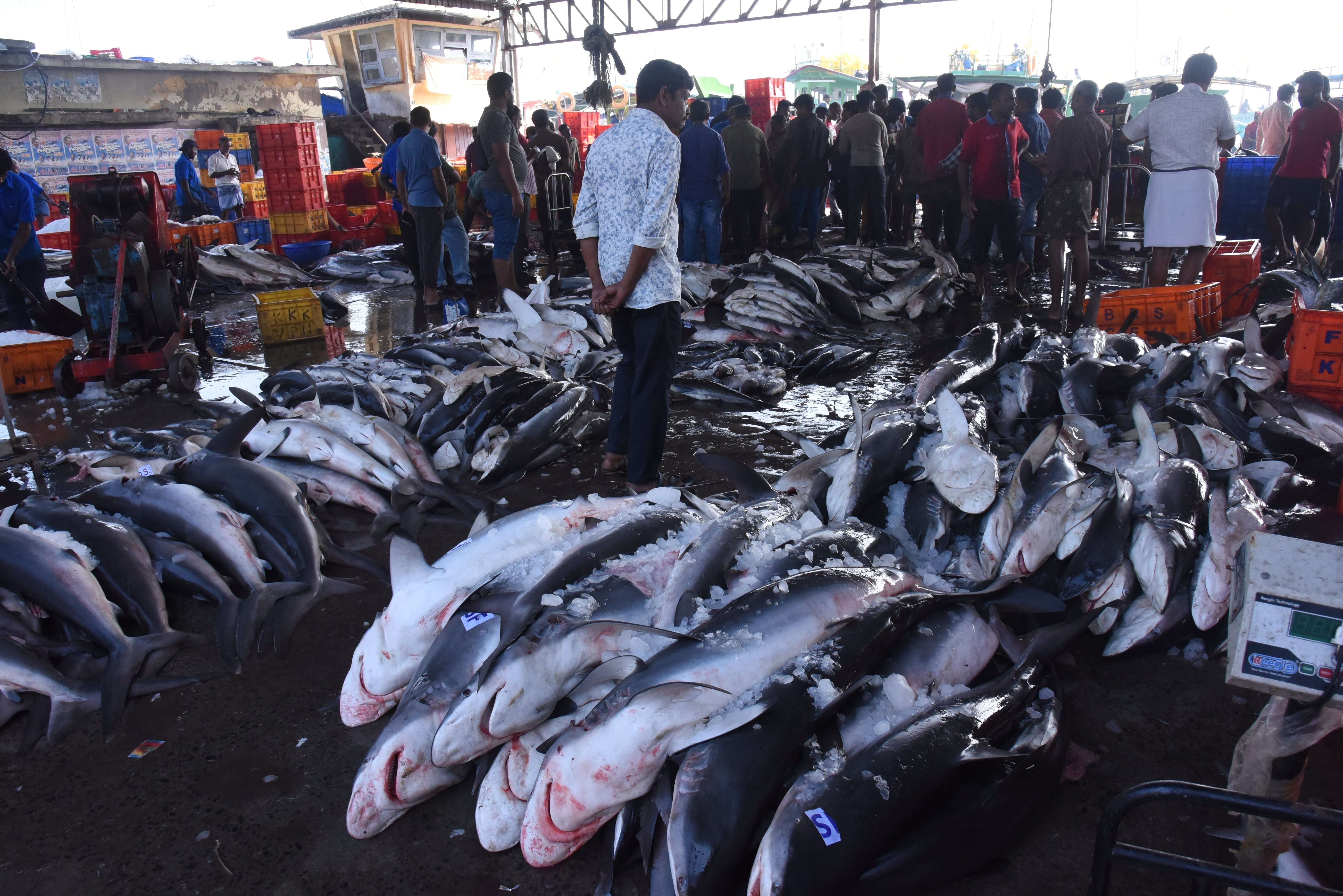 Warming Oceans Big Fish