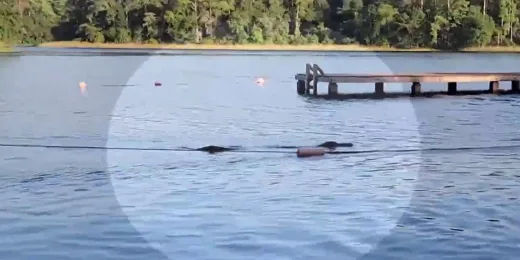 A huge alligator swims towards a troop of Girl Scouts in Huntsville, Texas