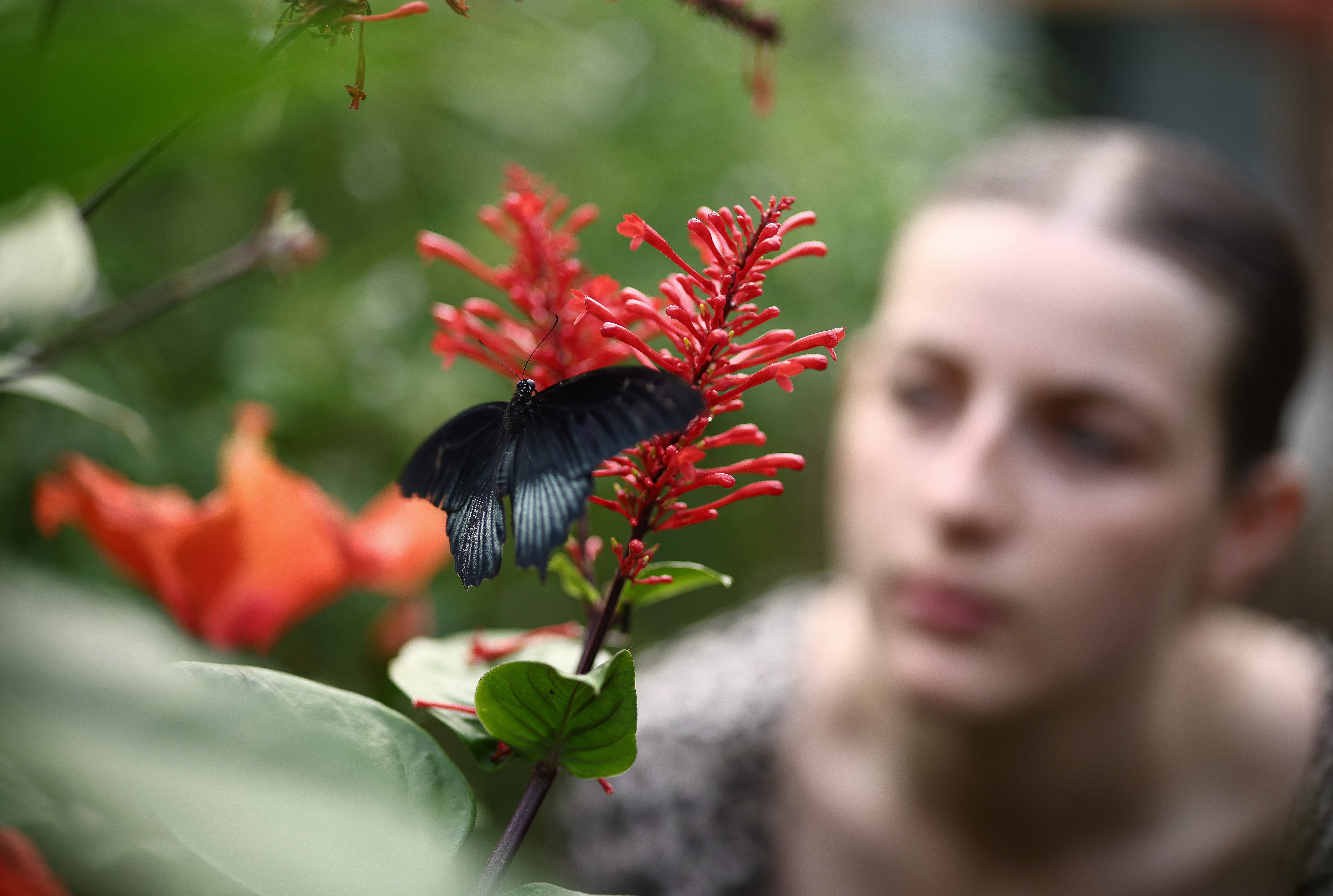 A person looks at a Scarlet Mormon Butterfly resting on a flower inside the Butterfly enclosure at the Zoological Society of London