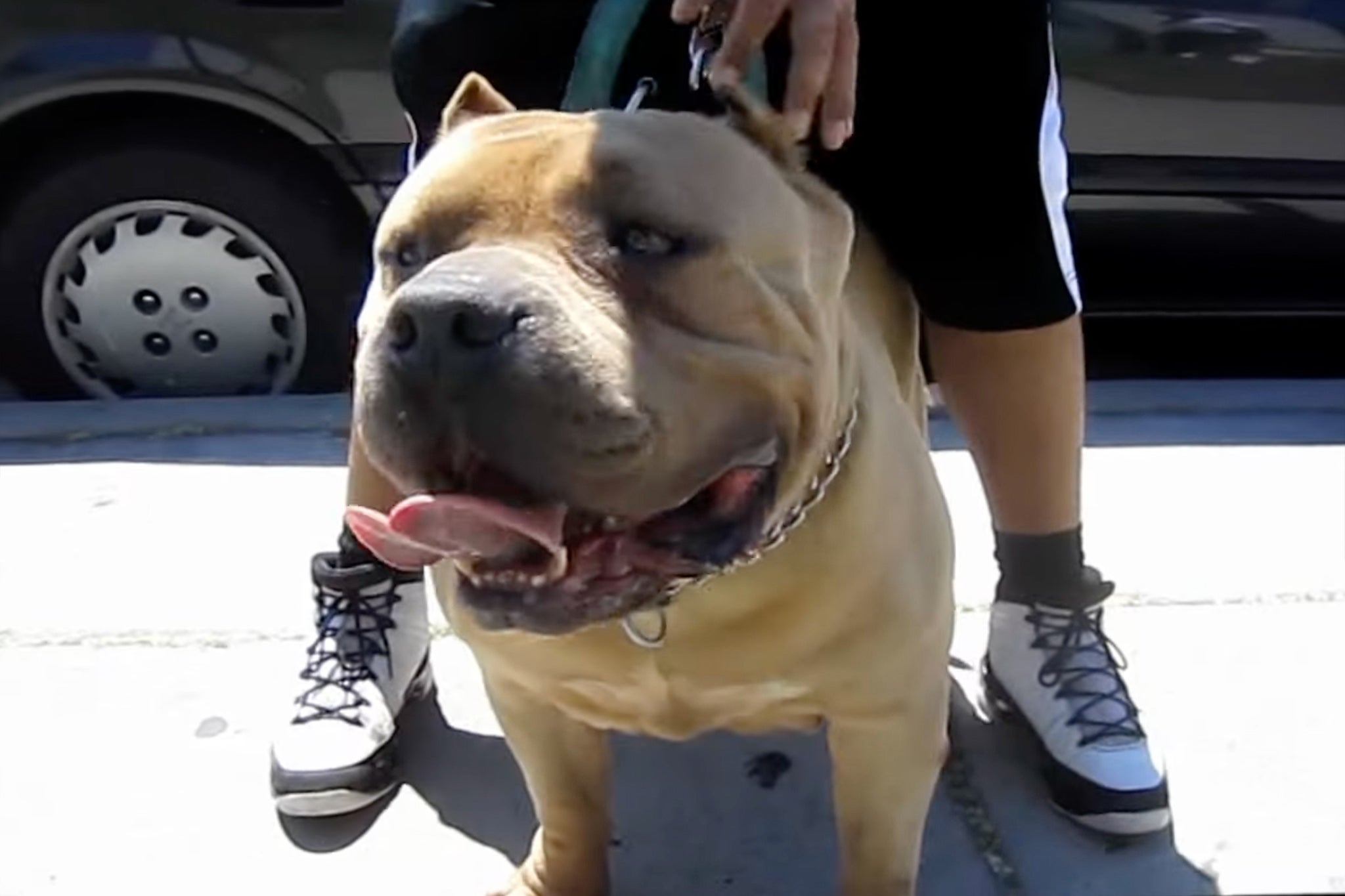 Killer Kimbo, the dog from which reportedly half of UK XL bullies descend