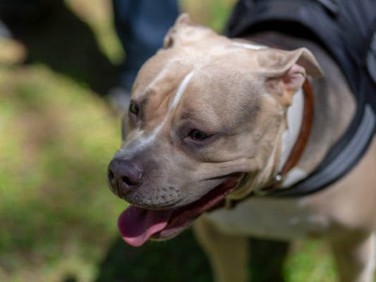 ‘The rise of the American bully is a natural experiment in what happens if you relax a ban,’ said Dr Newport