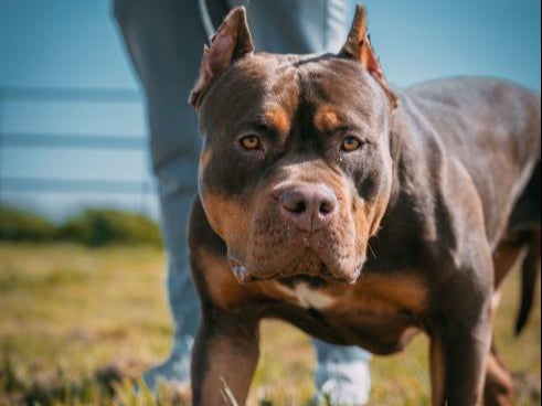 XL Bullies will join the list of banned breeds by the end of the year, Rishi Sunak says