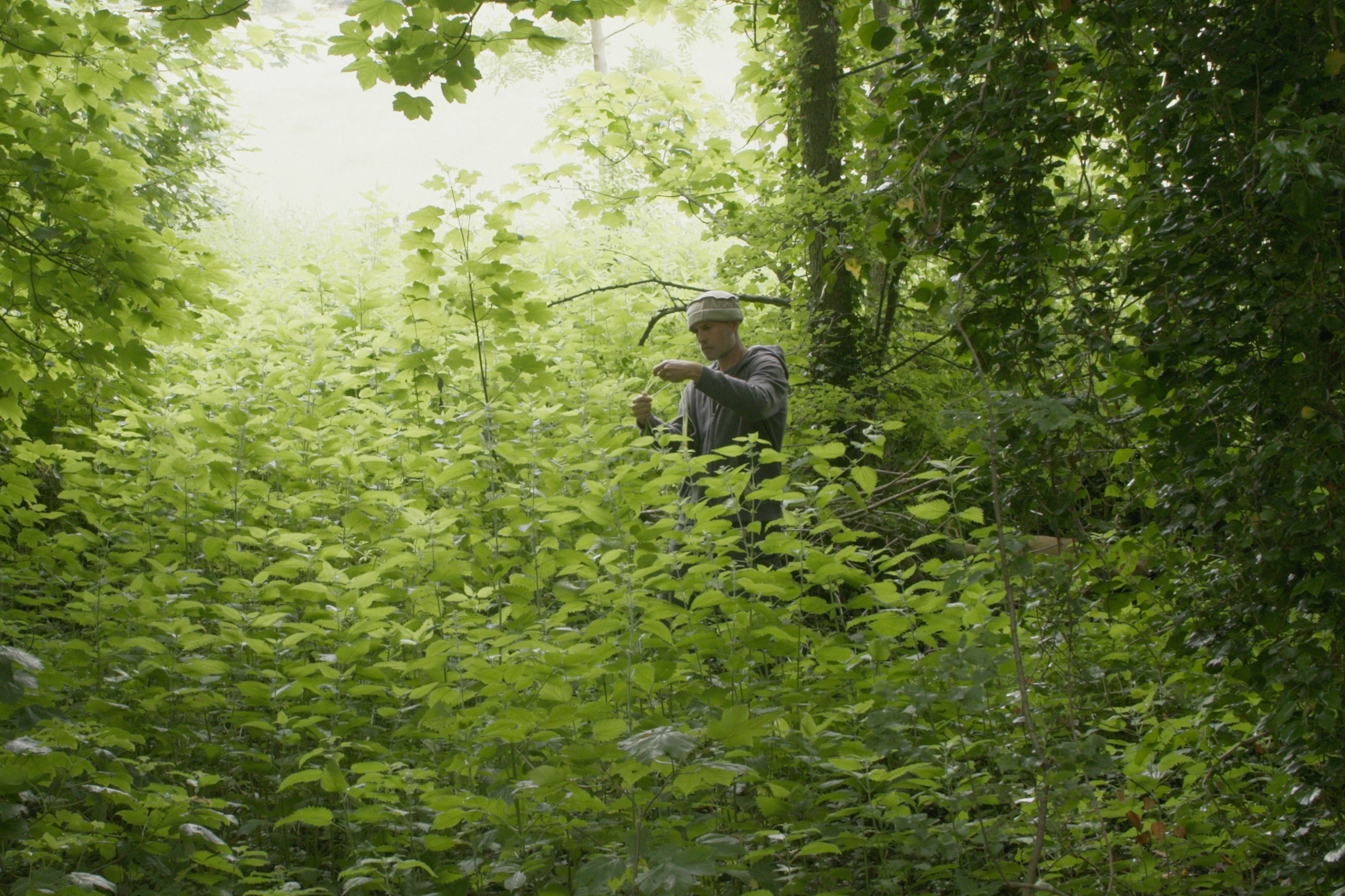 Allan Brown collected nettles in the woods (Dylan Howitt/PA)