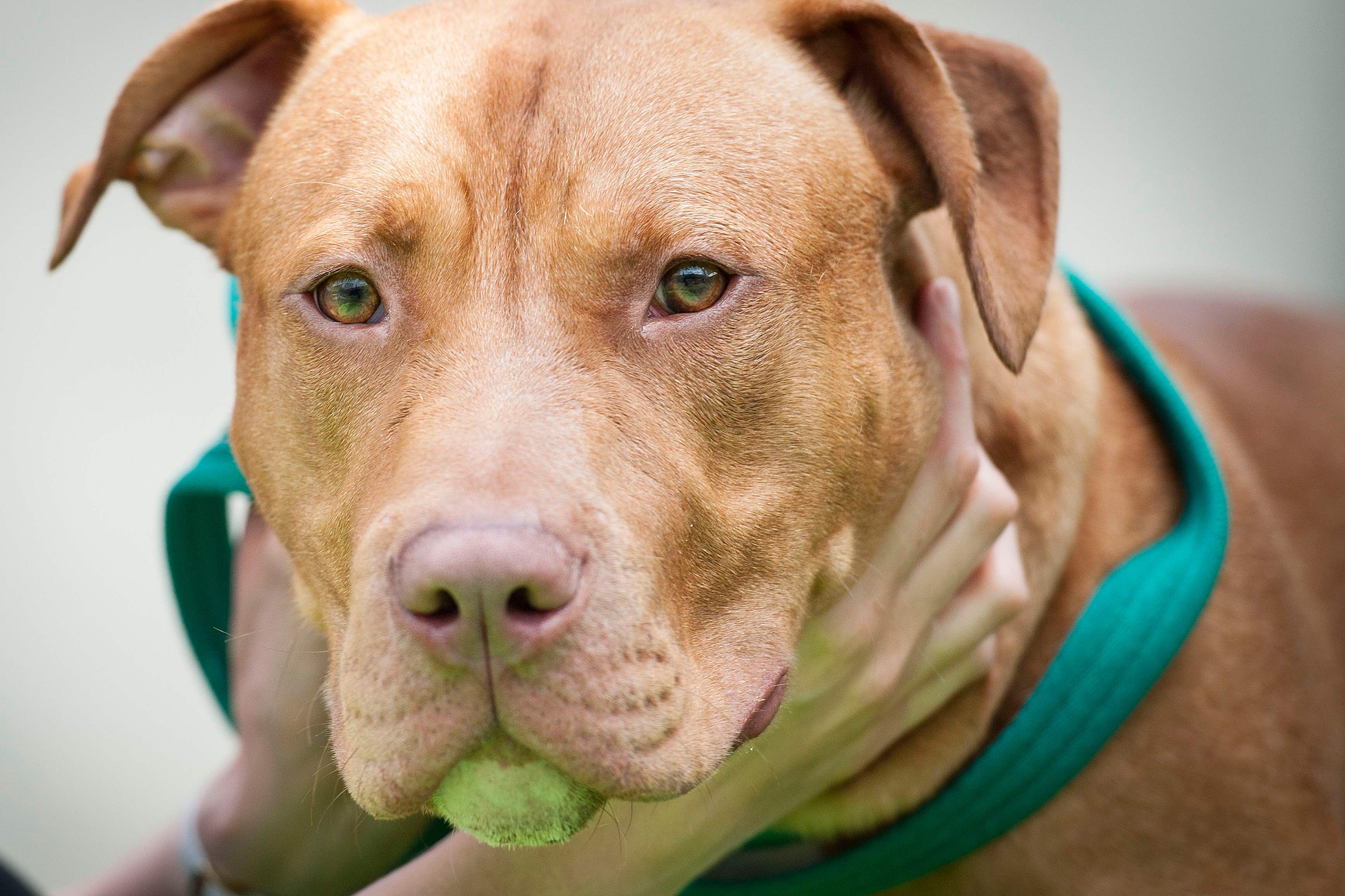 Pit bull terriers are banned in the UK (Lauren Hurley/PA)