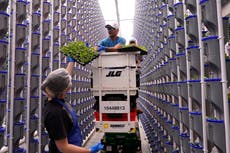 Lots of indoor farms are shutting down as their businesses struggle. So why are more being built?