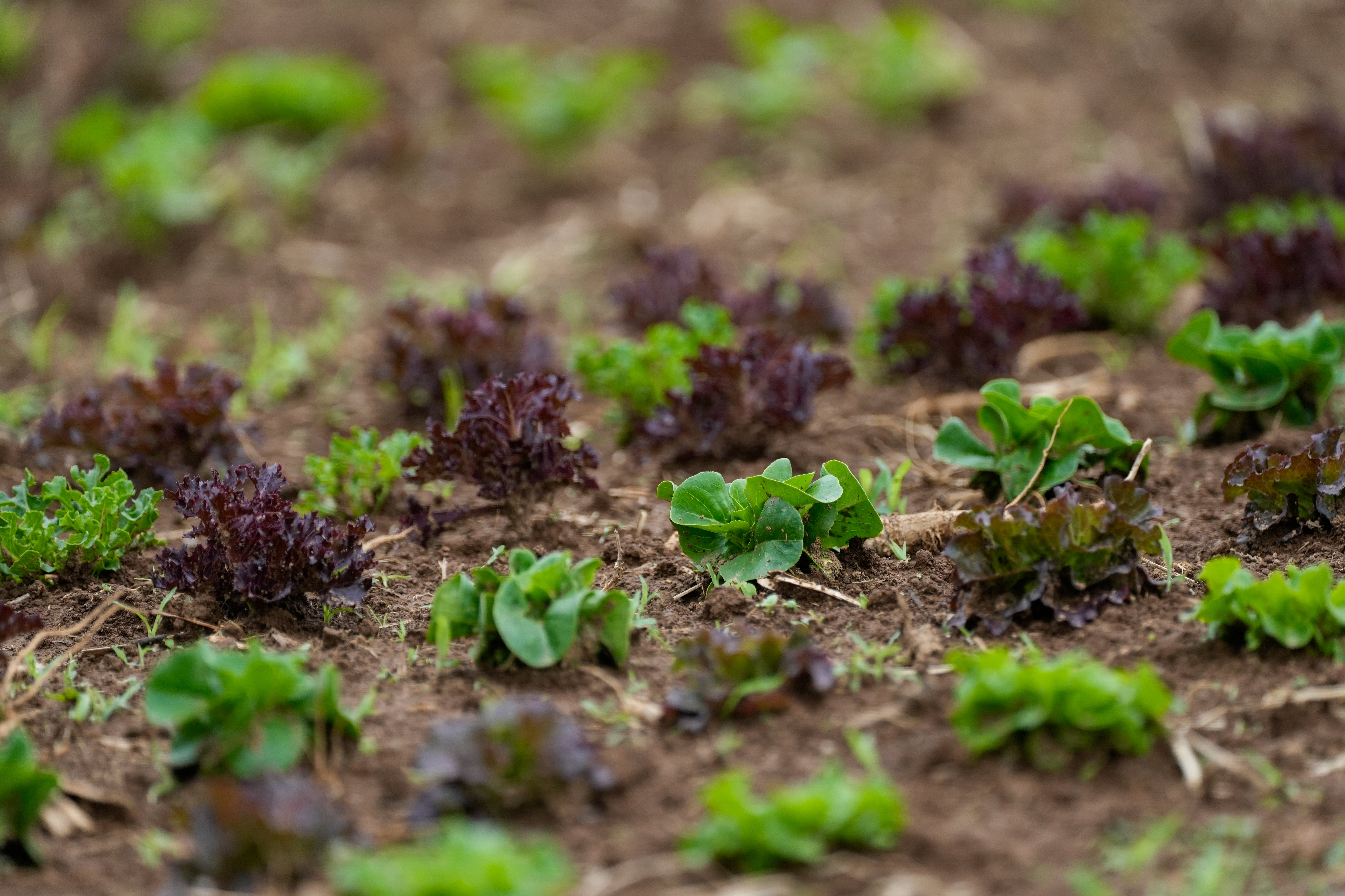Climate Vertical Farms