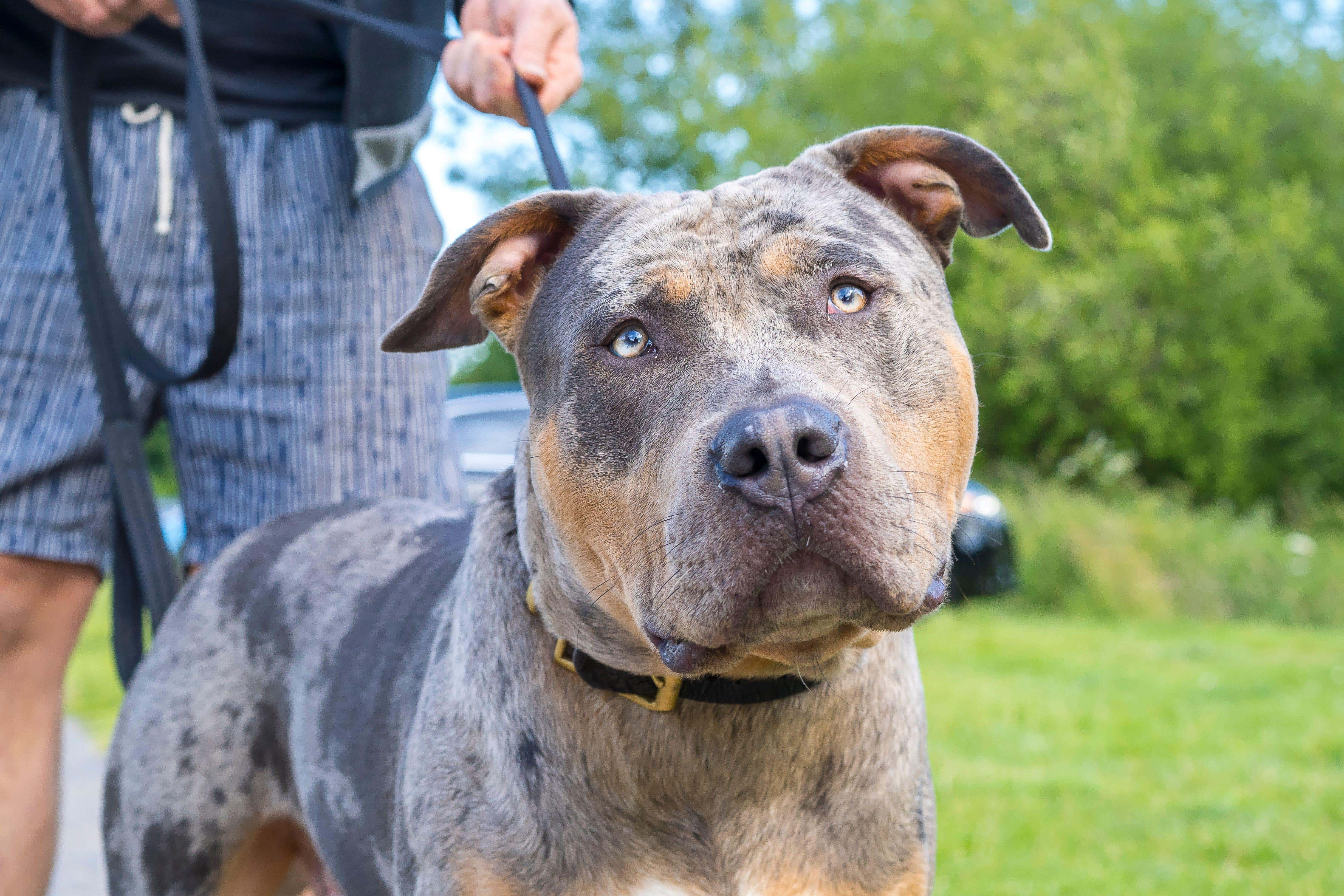 Restrictions will be placed on American XL bully dogs to ‘safely manage’ them once a ban on the breed comes into force, Downing Street has said (Lee Hudson/Alamy/PA)