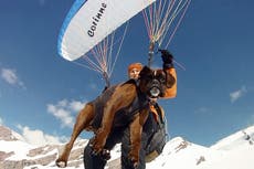 Daredevil grandmother paraglides 8,000ft in the air with her pet dogs