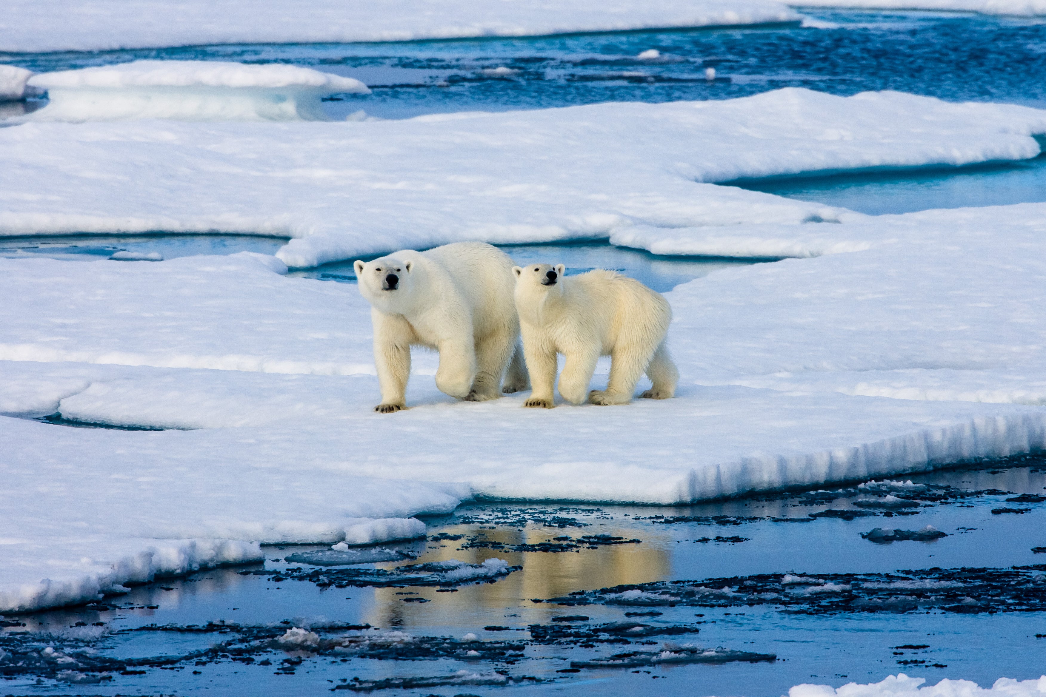 The Arctic Circle is a hunting ground for the elusive aurora