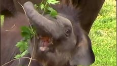 Elephant twins scamper round enclosure playing with trees