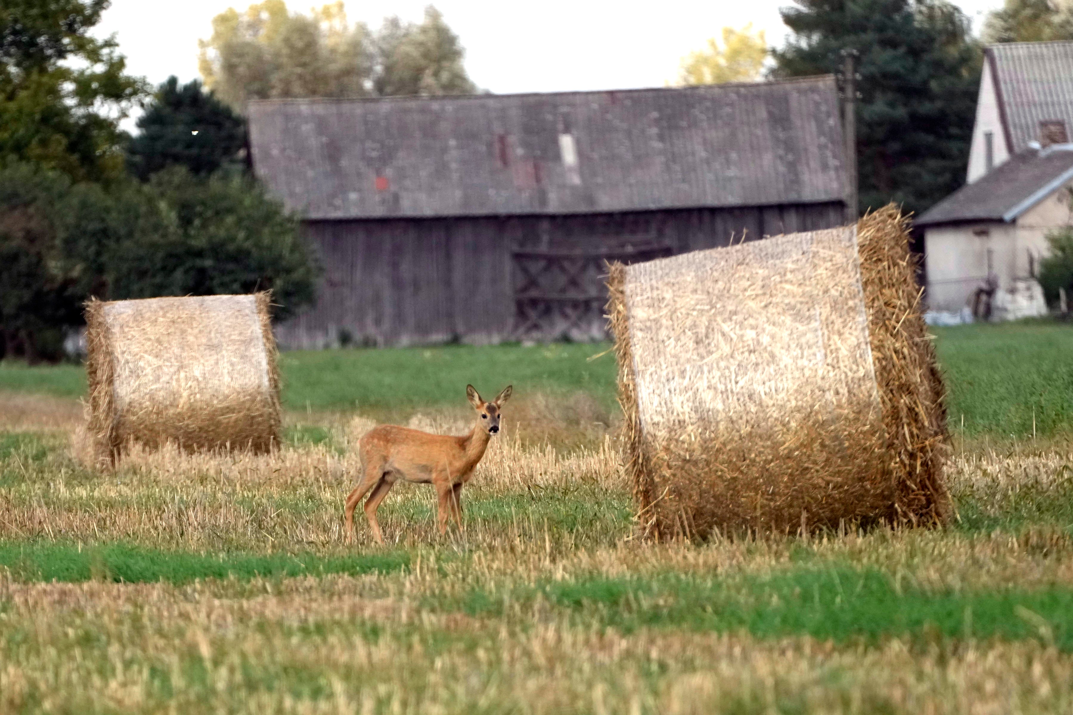 Poland Ukraine Grain