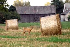 Ukraine complains to WTO about Hungary, Poland and Slovakia banning its farm products