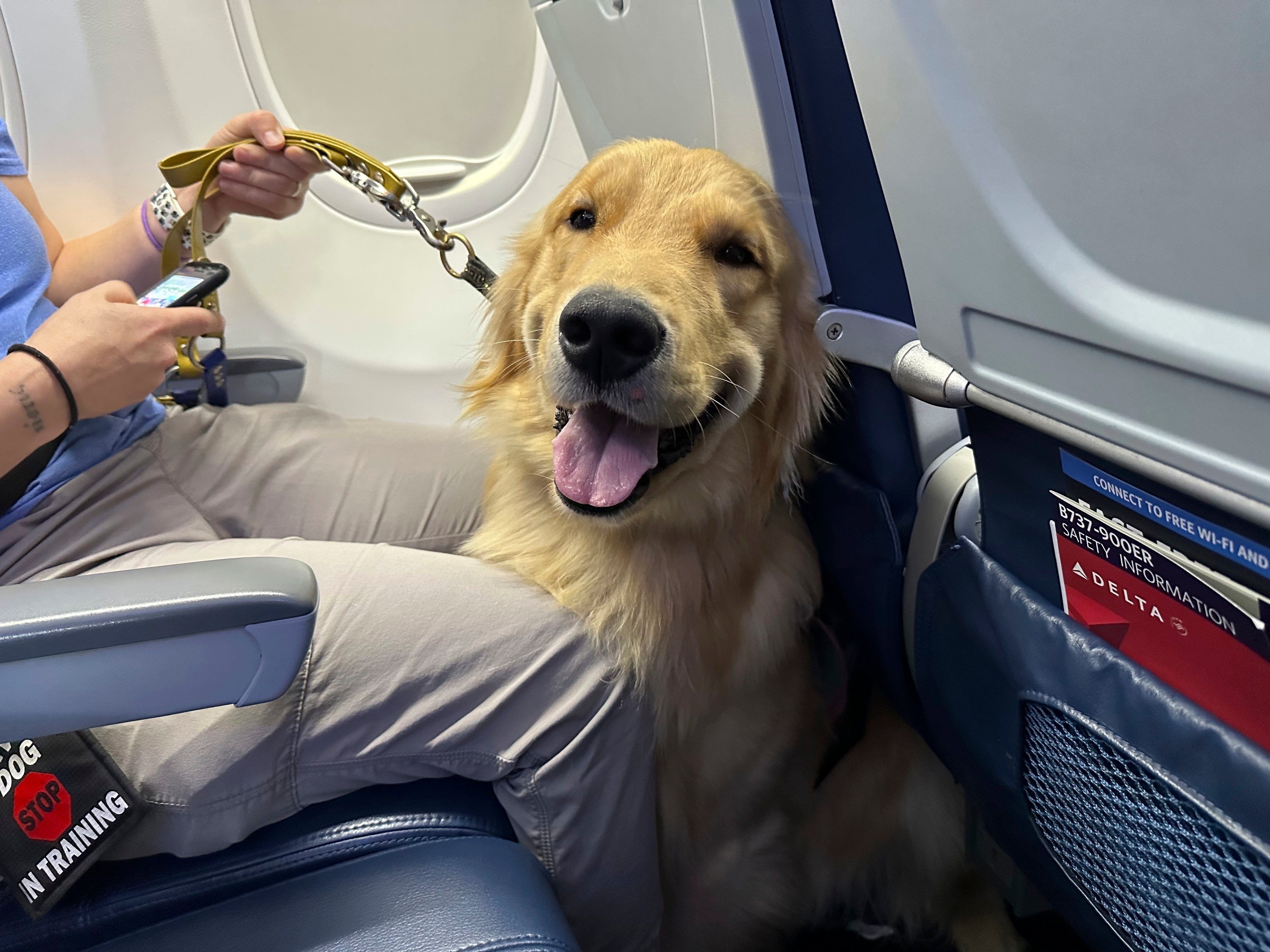Airport Puppy Training