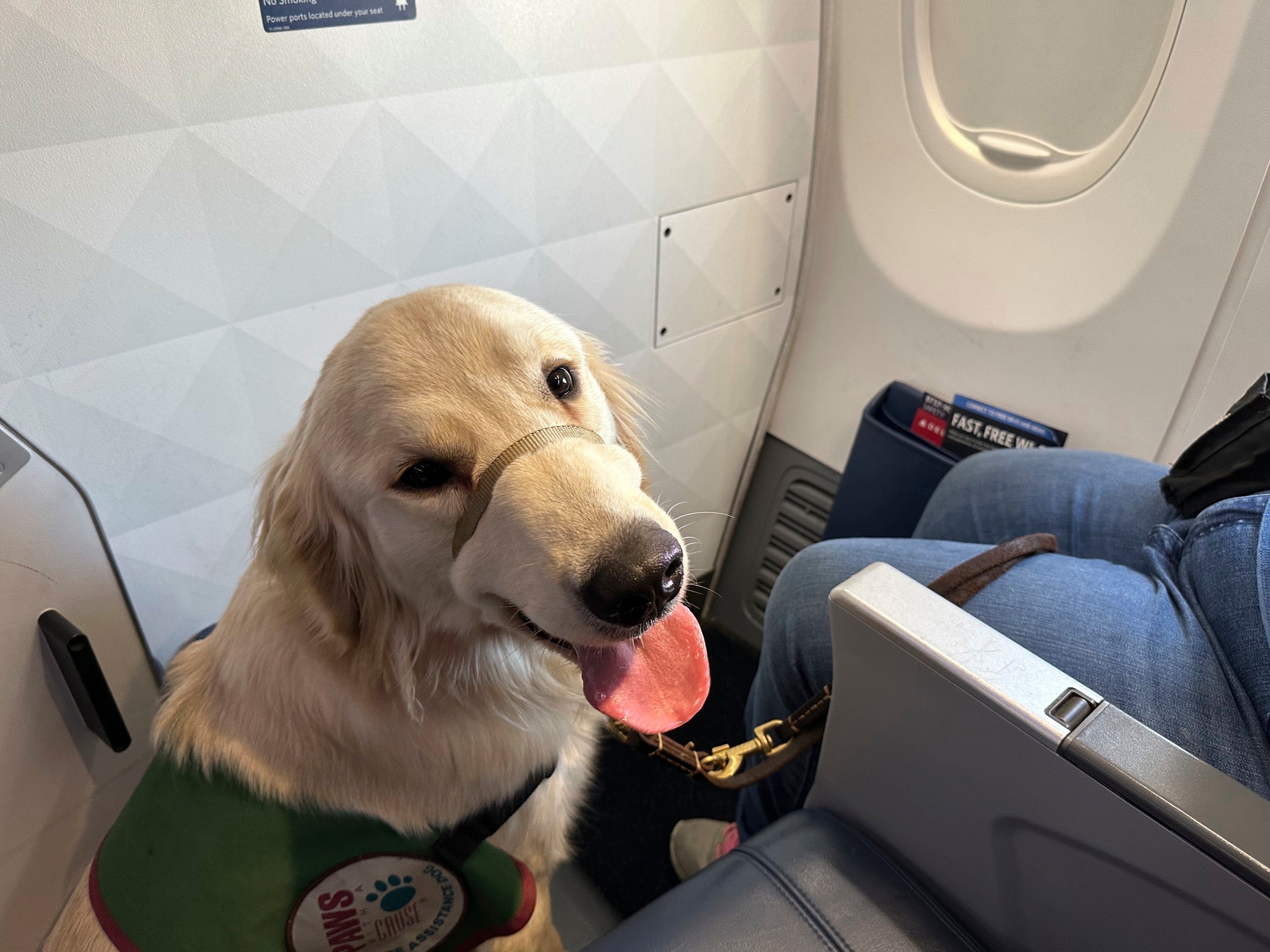 Airport Puppy Training