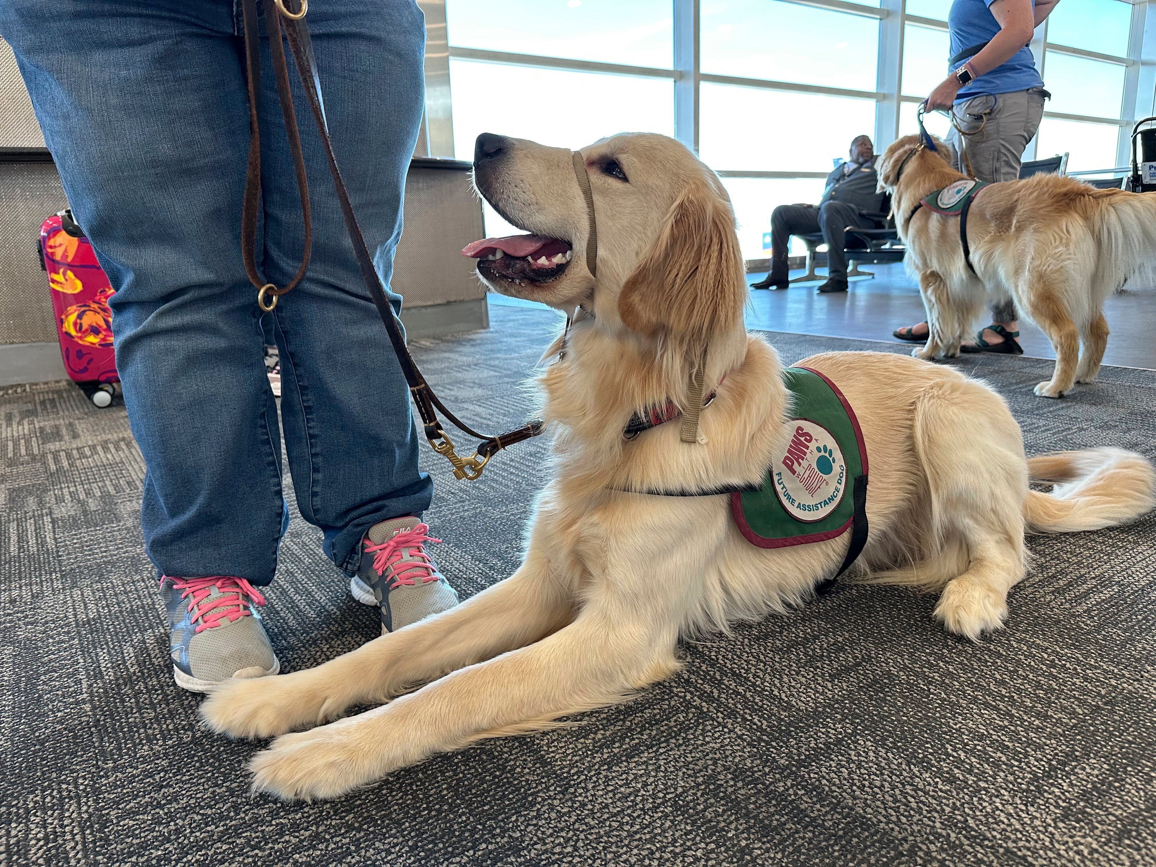 Airport Puppy Training