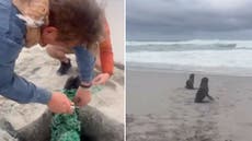 Seal pups tangled in fishing net freed by public on South African beach