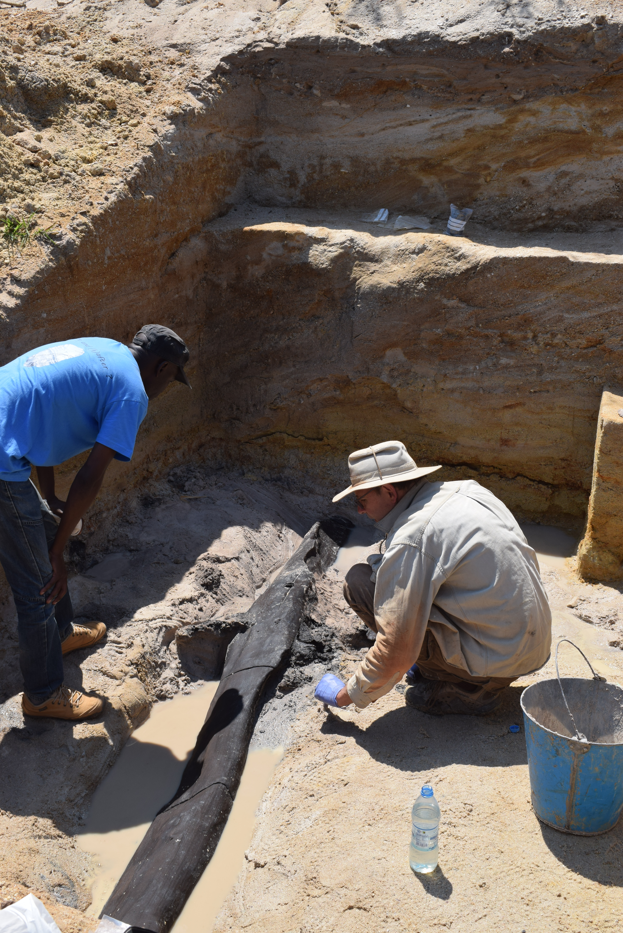 This 1.4-metre long timber was worked and shaped by members of an extinct species of humans half a million years ago