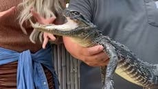 Alligator with missing upper jaw finds new home at Florida wildlife park