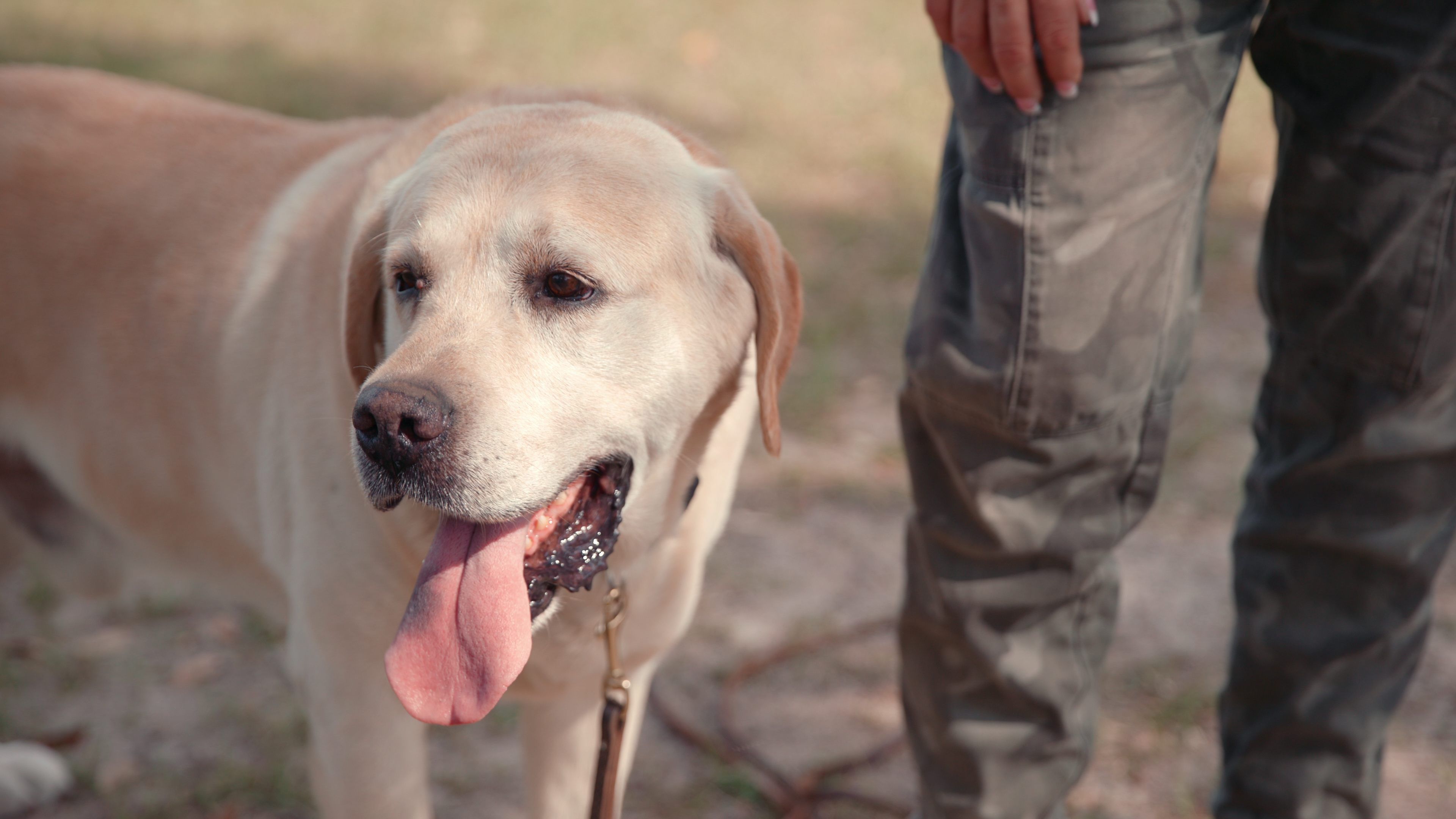 Turrubiate-Simpson adopted Maggie’s beloved Labrador, Bubba, the same dog that helped prosecutors place Murdaugh at the scene through his voice on a cell video