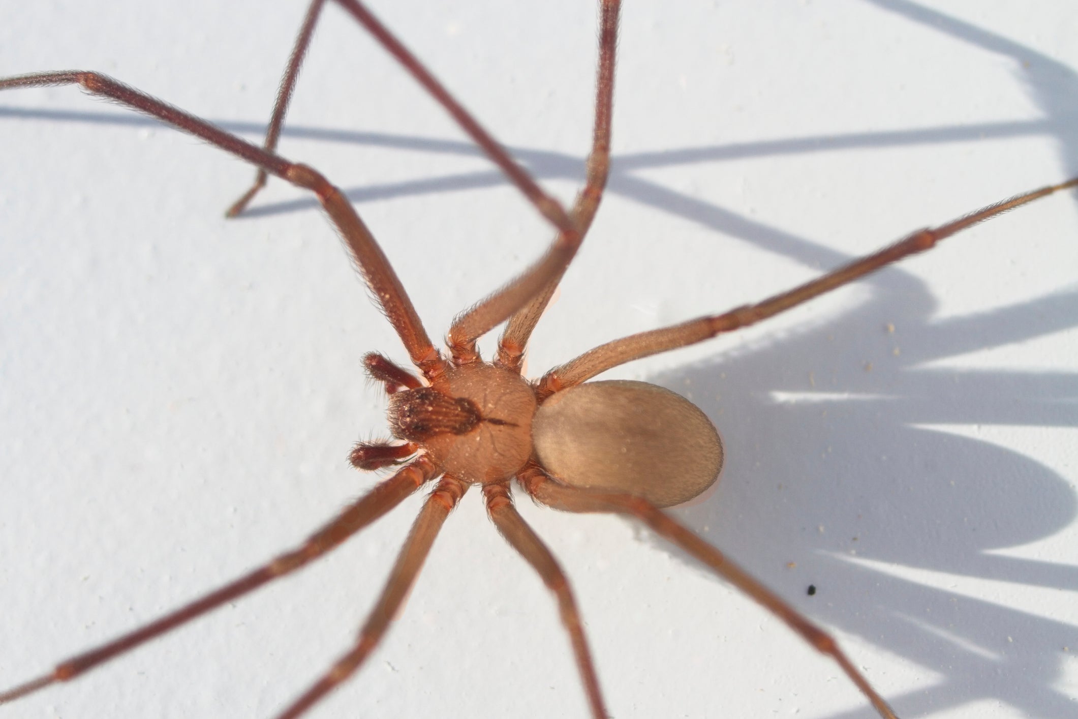 The brown recluse spider is one to one-and-a-half inches long.