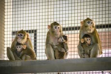 Neuralink’s test monkeys died due to brain implants contrary to Elon Musk’s claims, report suggests