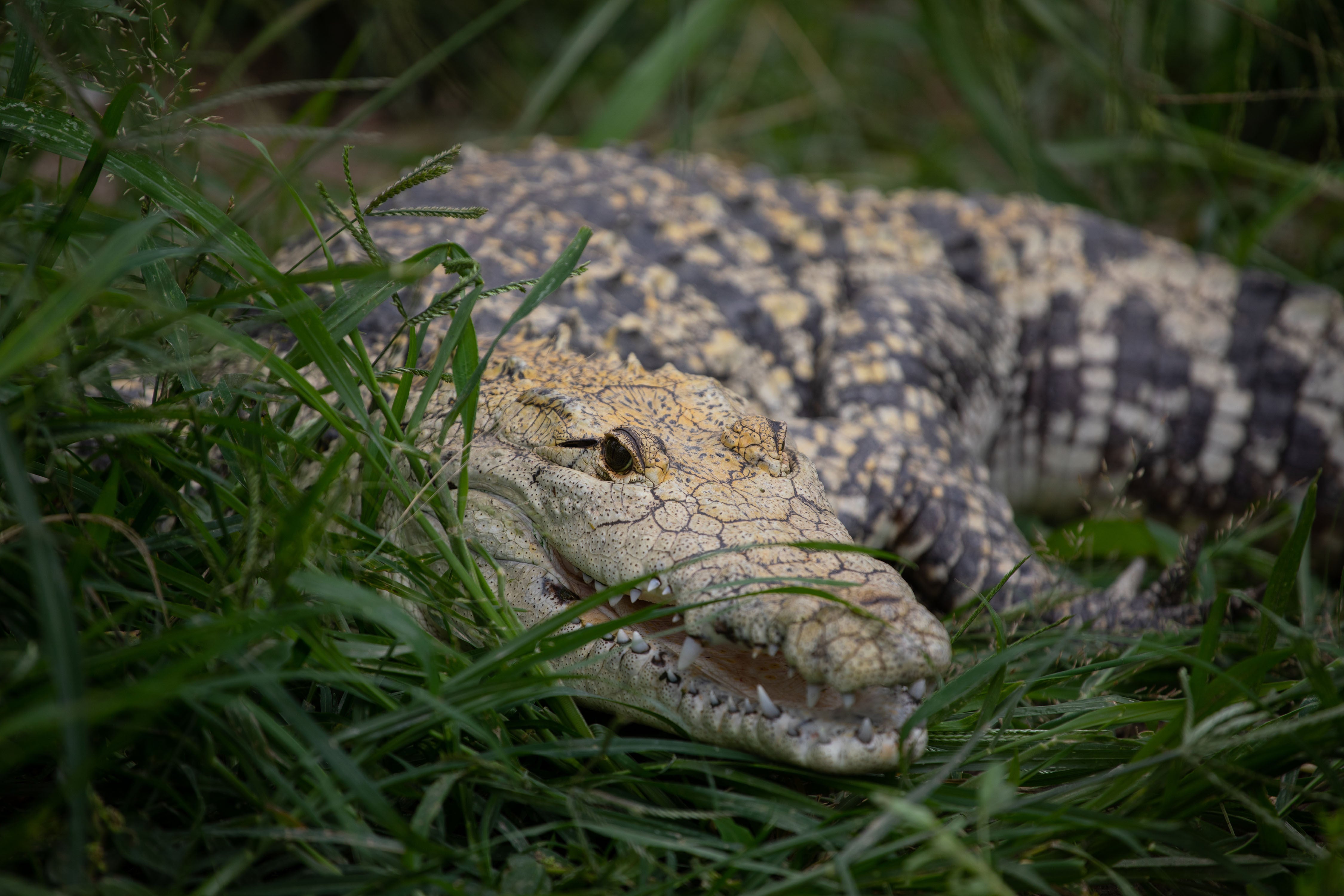 Representational image: Crocodile in Malaysia kills 23-year-old farmer