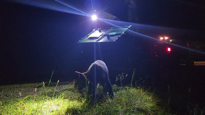 Bear caught roaming Disney park in Florida released into wild