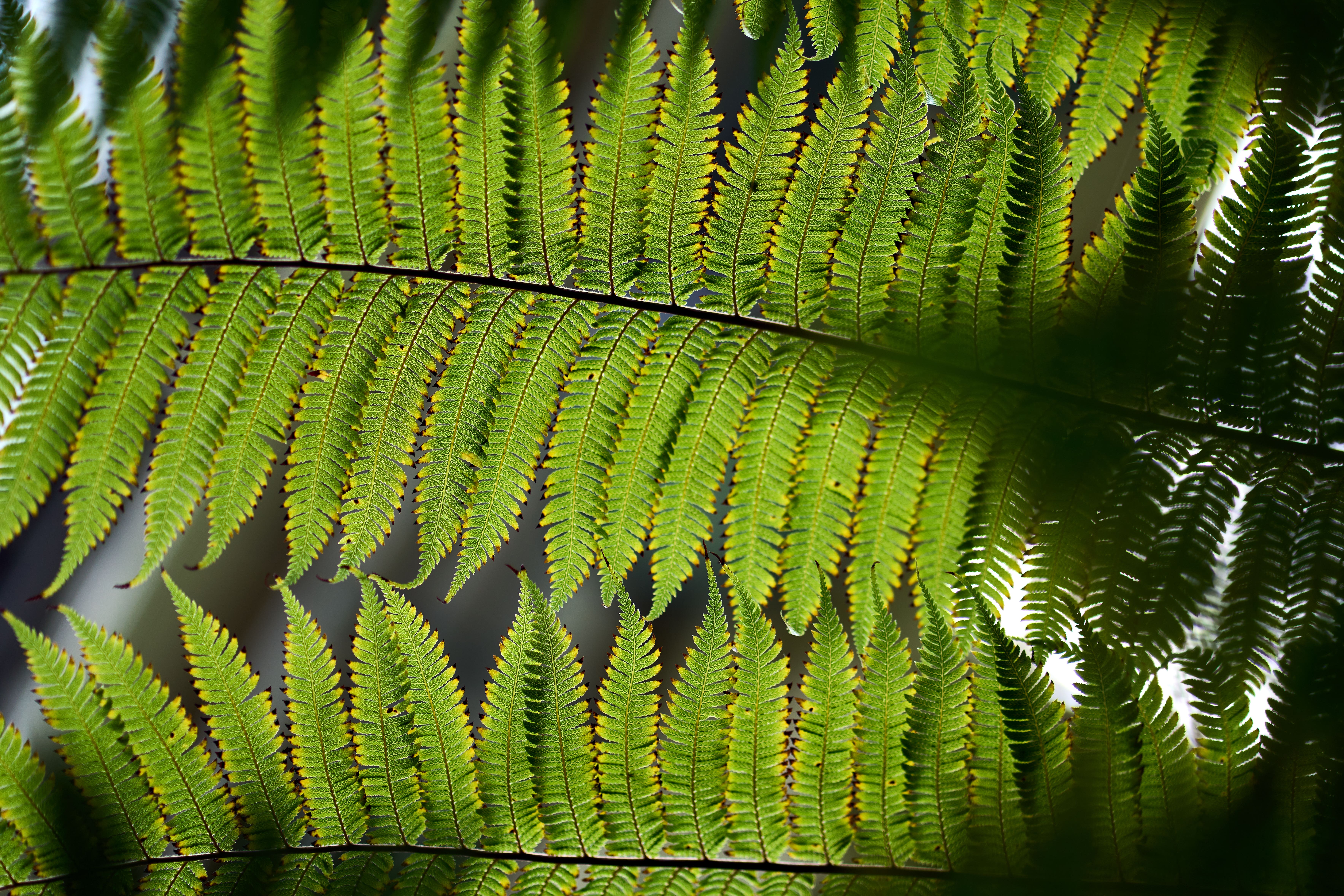 Research has shown that a plant’s natural defence mechanism can be activated by using light (John Walton/PA)