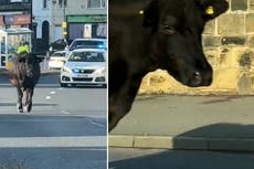 Cow on the loose brings rush hour traffic to standstill in Sheffield