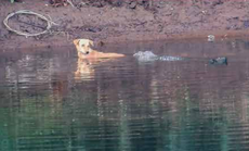 Crocodiles push stray dog to safety after it falls into danger-filled river