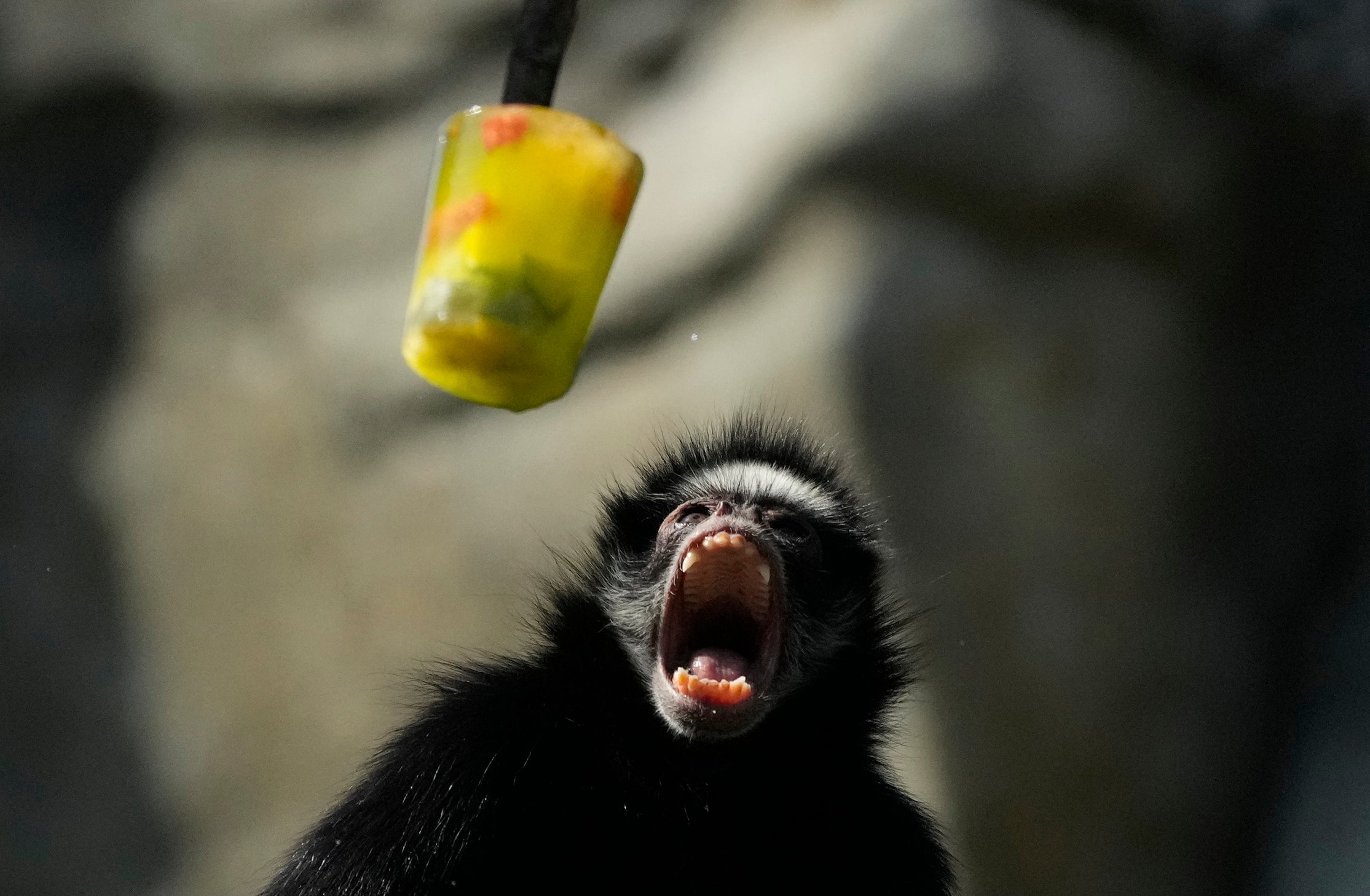 A spider monkey opens its mouth as frozen fruit is served at the BioParque do Rio amid a heatwave in Rio de Janeiro