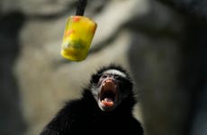 Ice pops cool down monkeys in Brazil at a Rio zoo during a rare winter heat wave