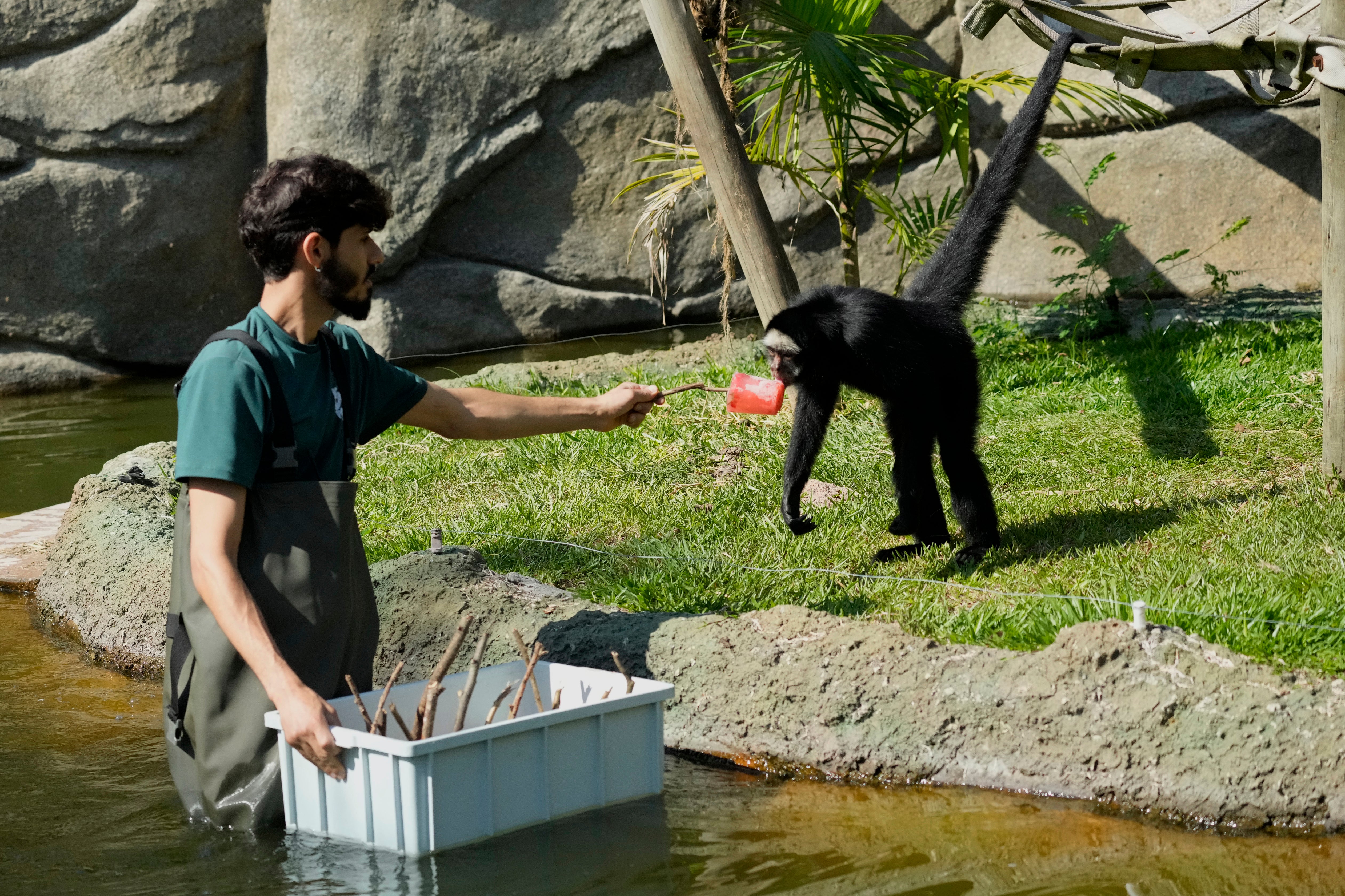 A worker reaches out to a spiker monkey with frozen fruit at the end of a twig as icy snacks are handed out to animals at the BioParque do Rio amid an intense heat wave in Rio de Janeiro, Brazil