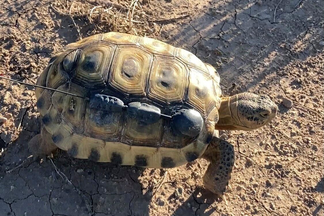 Saving Tortoises