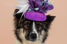 Kate Middleton’s milliner creates cute calendar with hounds in hats to raise funds for pet shelters