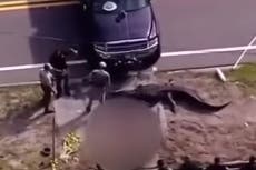 Alligator with corpse in mouth is shot dead in Florida