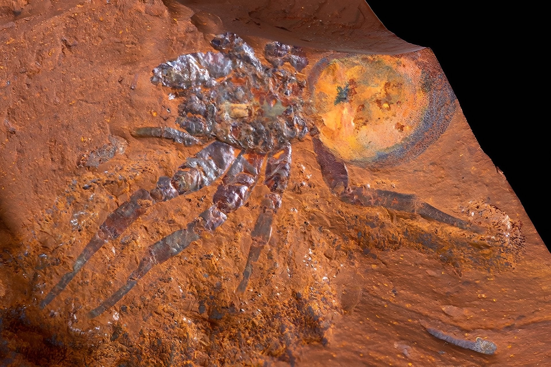 Exceptionally well-preserved ‘giant’ spider fossil found in Australia