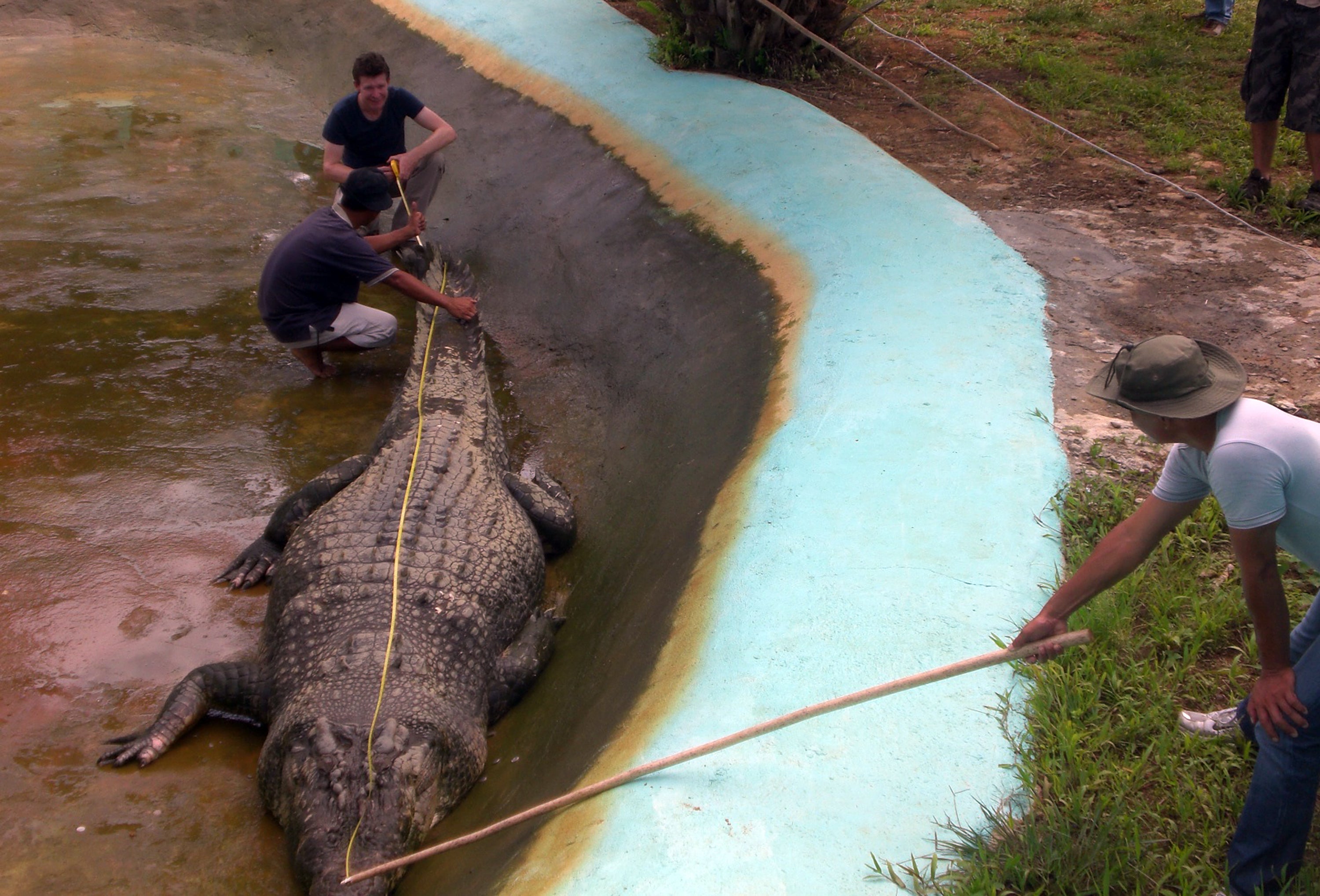 Australian zoologist Adam Britton (back left) measures a captive crocodile in 2011