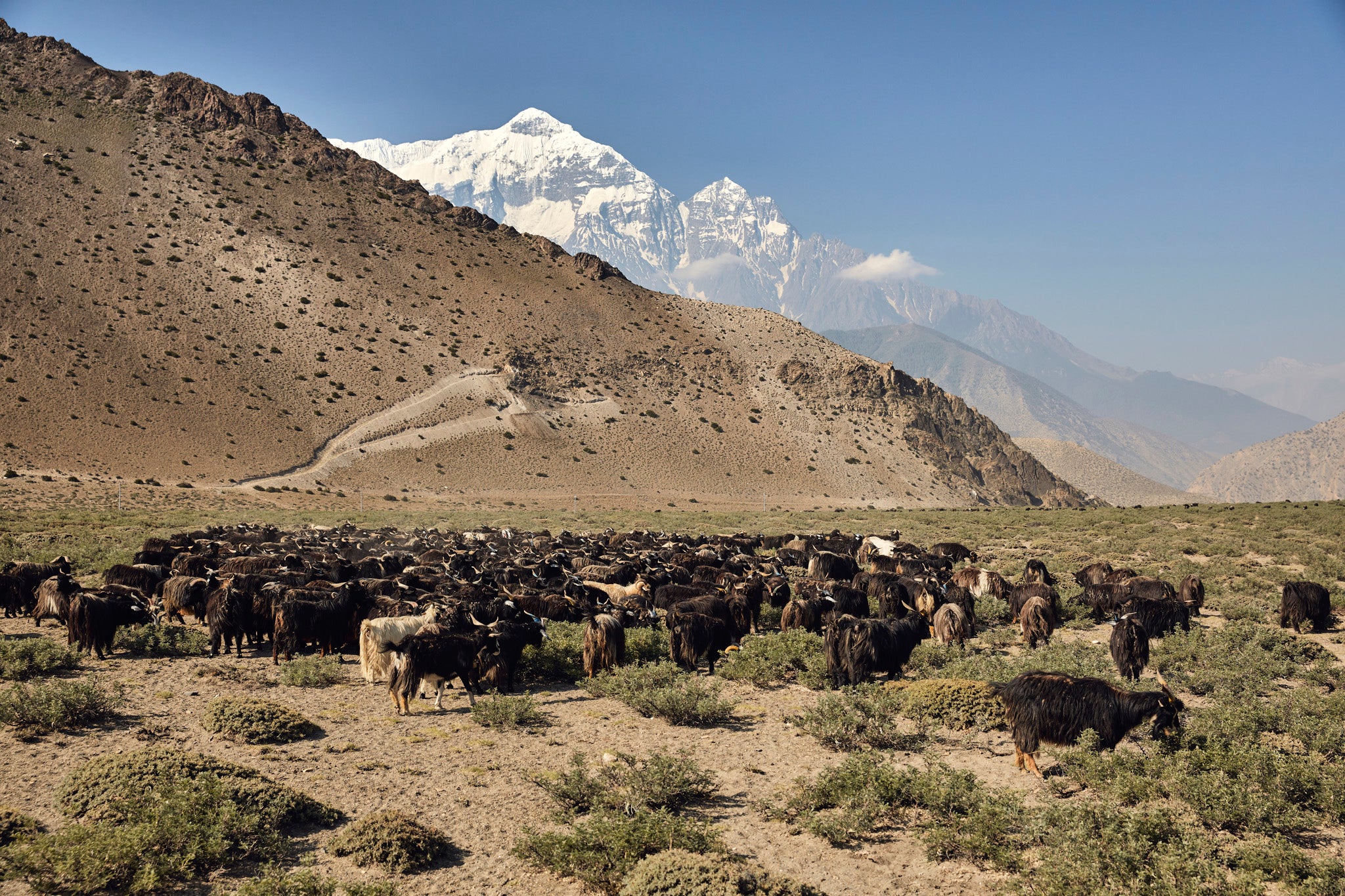 To a majestic backdrop of the snow-capped Annapurna mountains in the Himalayas, Changra goats graze on the wild Jadibuti herbs at Charan Chetra plateau, 3,000 metres above sea level in Mustang District, Nepal