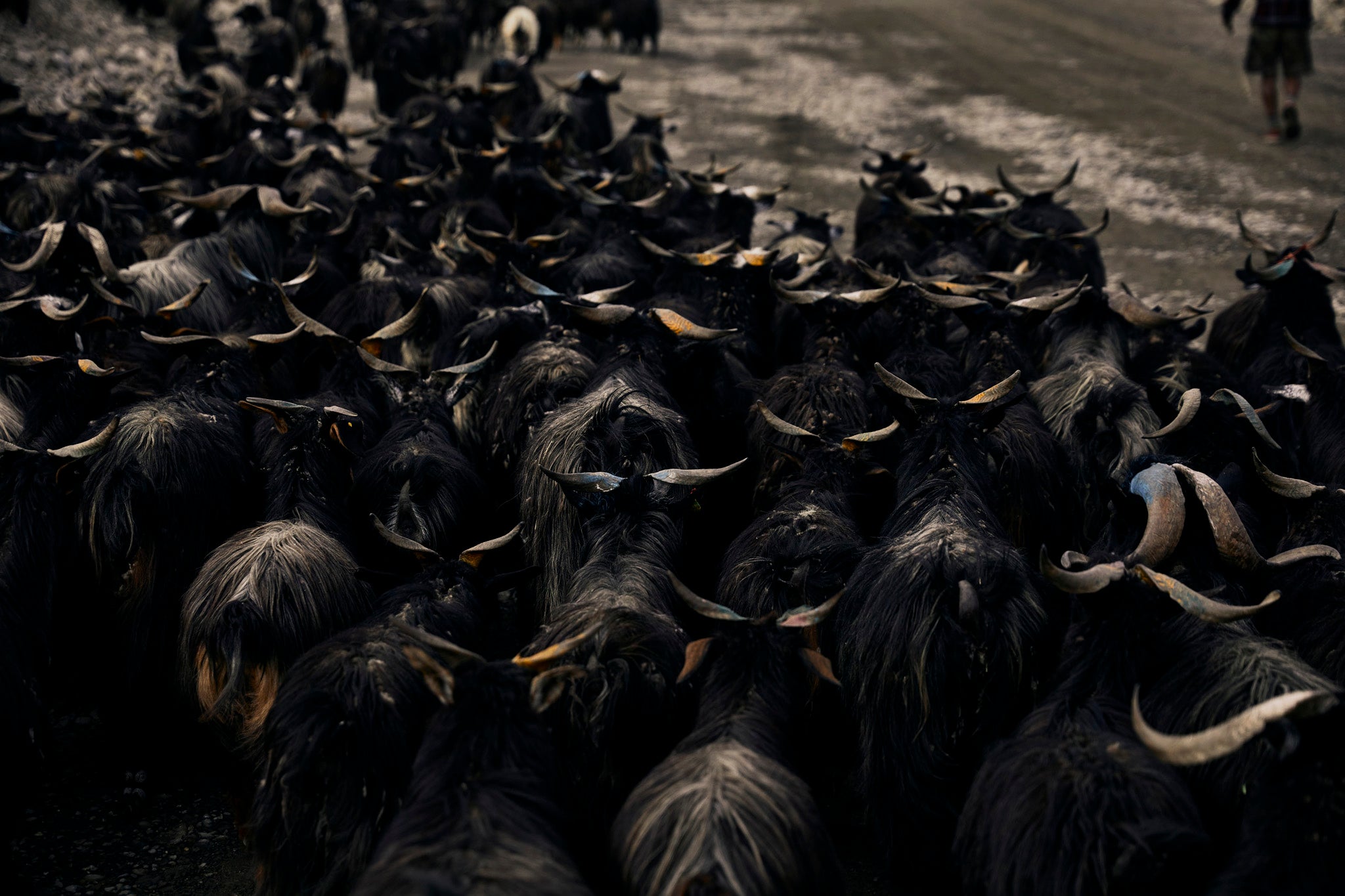 The Changra Himalayan mountain goat running to pastures above Kagbeni, Mustang, during the cooler hours of the morning sun