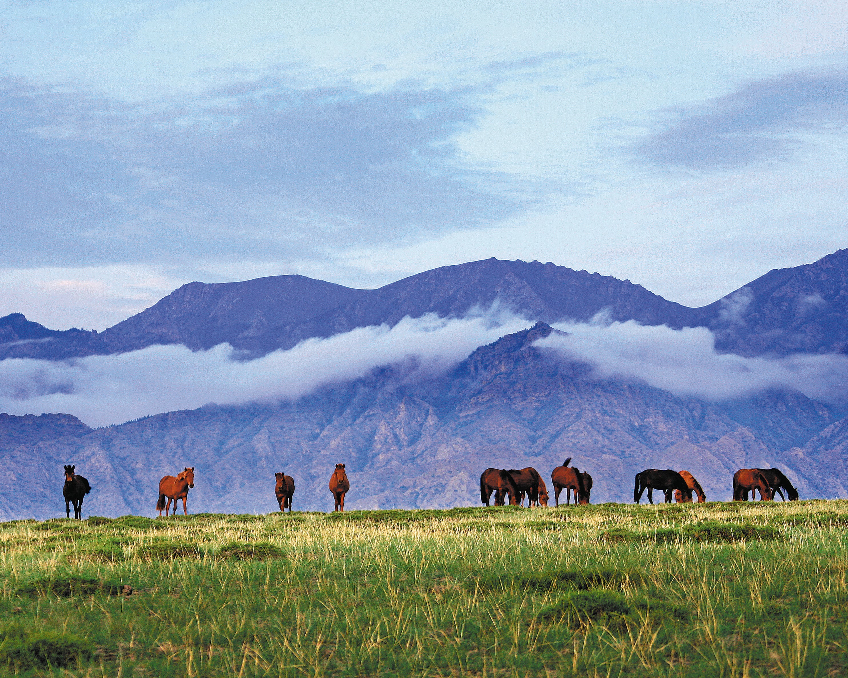 Wild horses wander on the grassland in the Helan Mountains in Alshaa League, Inner Mongolia autonomous