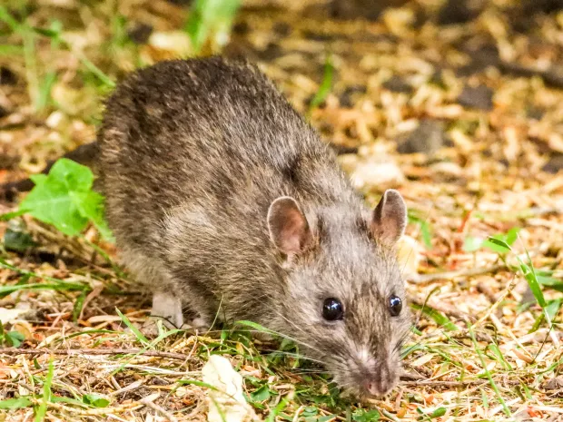 The parasite is found in the lungs of brown rats around southeastern US